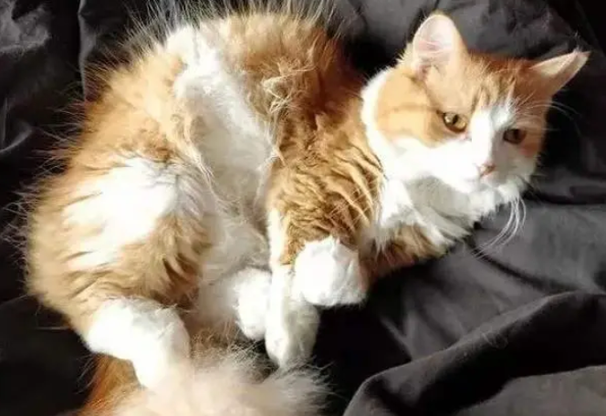 电烫卷猫怎么挑选,首先从外形上判断 电烫卷猫怎么挑选,首先从外形上判断