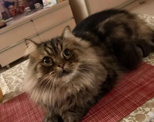 长毛猫胸前的毛越来越短