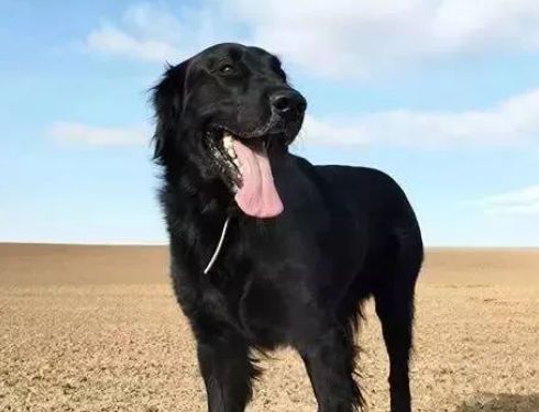 黑色金毛犬 黑色金毛犬