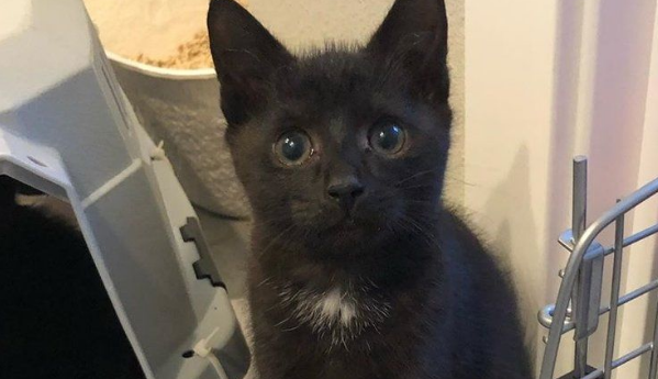 小奶猫出生3个月体重只有680公克,获救后长大变帅喵,好活泼! 小奶猫出生3个月体重只有680公克,获救后长大变帅喵,好活泼!