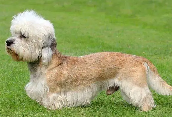 丹迪丁蒙梗的性格 梗类犬多数聪明活泼 丹迪丁蒙梗的性格 梗类犬多数聪明活泼