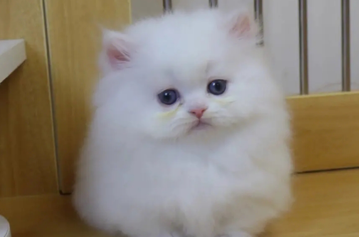 米努特是什么品种的猫
