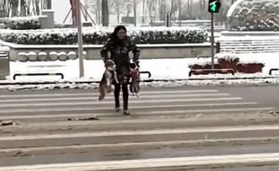 主人嫌弃柯基过马路太慢揪着脖子跑,柯基怒吼:腿长了不起啊 主人嫌弃柯基过马路太慢揪着脖子跑,柯基怒吼:腿长了不起啊