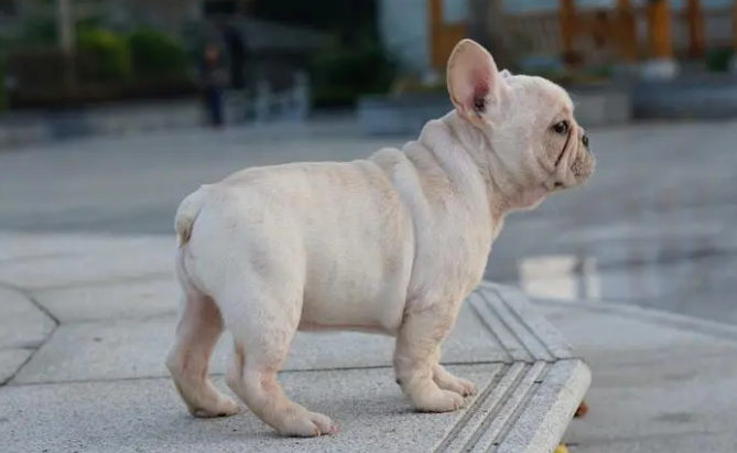 法斗犬价格大概多少 法斗犬价格大概多少