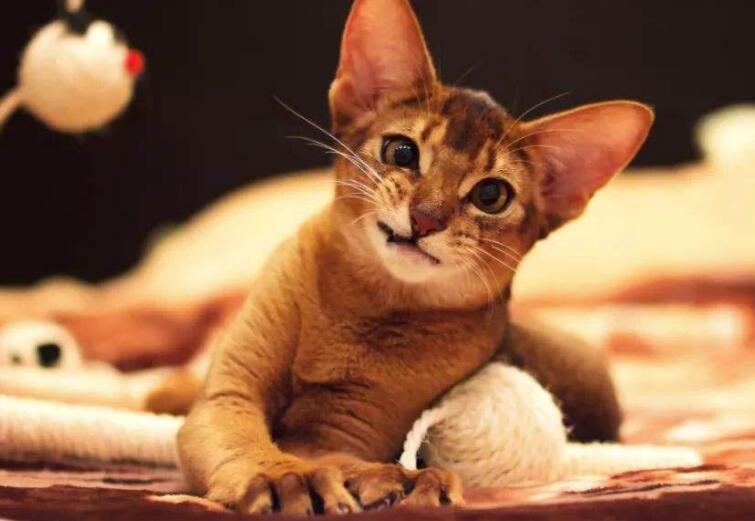 雀猫和阿比西尼亚猫区别有什么-宠物网