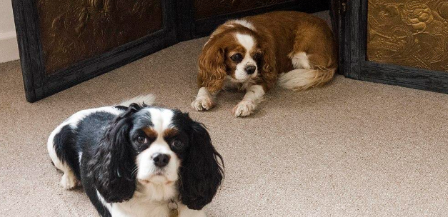 骑士查理王小猎犬和西高地哪个好养 骑士查理王小猎犬和西高地哪个好养
