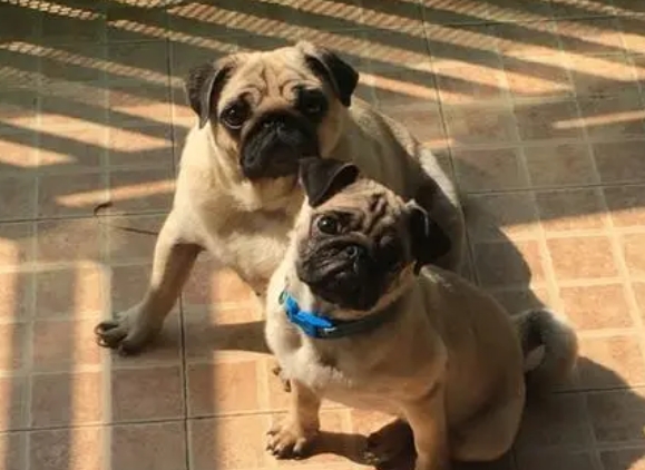 小巴哥犬爱主人的表现 小巴哥犬爱主人的表现