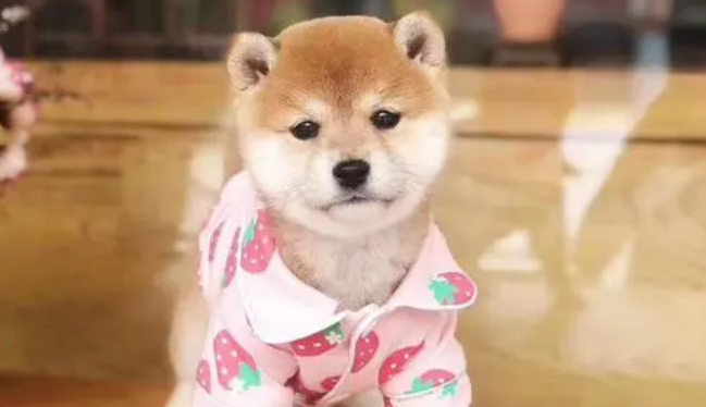日本柴犬图片