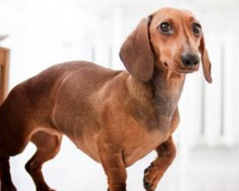 迷你长毛腊肠犬身子大概多长