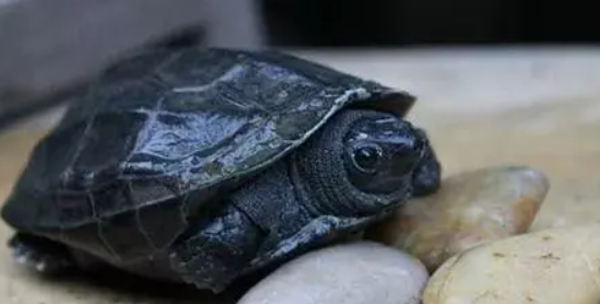 要怎样才能饲养出一只好的墨龟呢？