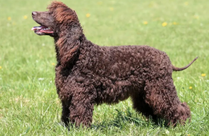 爱尔兰水猎犬的价格？购买前了解狗狗情况