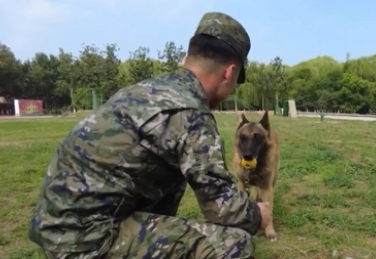 超暖!一级功勋犬和训导员的“双向奔赴”! 超暖!一级功勋犬和训导员的“双向奔赴”!