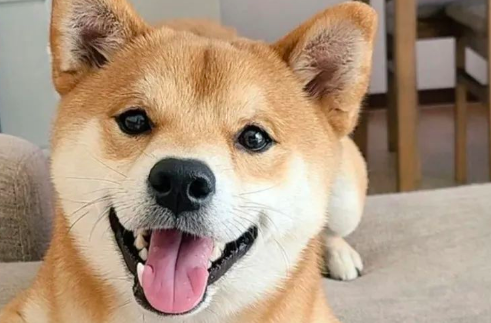 日本新晋网红柴犬出写真,每天等主人回家! 日本新晋网红柴犬出写真,每天等主人回家!
