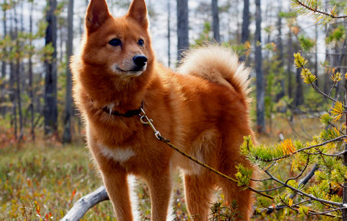 芬兰狐狸犬价位 芬兰狐狸犬价位