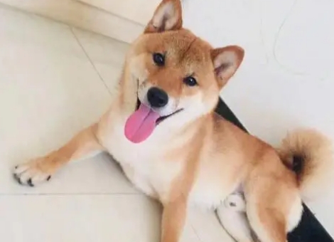母柴犬几个月可以配 母柴犬几个月可以配