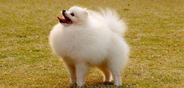 博美犬经常疯跑怎么回事 博美犬经常疯跑怎么回事