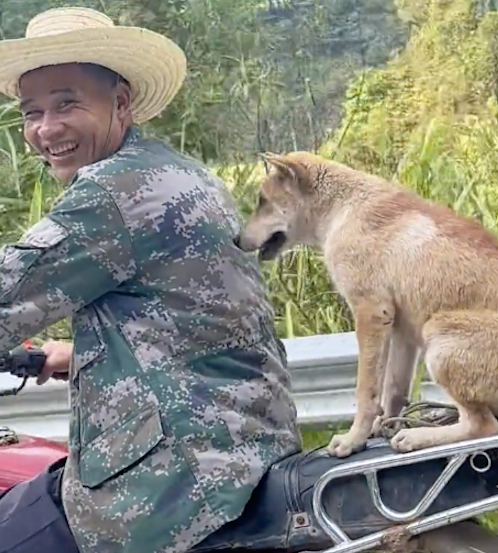 狗狗坐在主人的摩托车后面，被人夸聪明还很害羞！狗：我怕掉下去