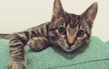虎斑猫和狸花猫的区别