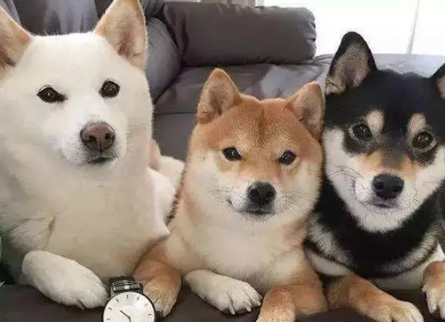 柴犬颜色分类图片大全