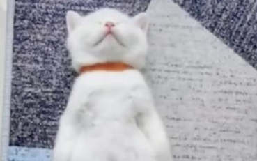 小奶猫因独特睡姿在网上走红：仰面朝天，躺平了睡