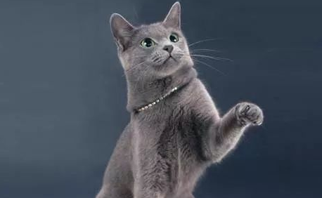 “冬日精灵”——俄罗斯蓝猫 “冬日精灵”——俄罗斯蓝猫