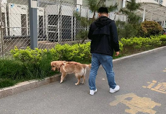 烈犬伤童事件后，“失焦”的多地捕狗风波