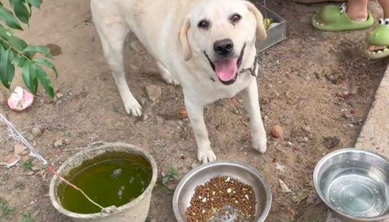 拉布拉多被当看门犬，常年吃馊饭喝脏水，有人想救主人却要价10万