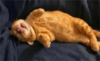 猫总是睡不够