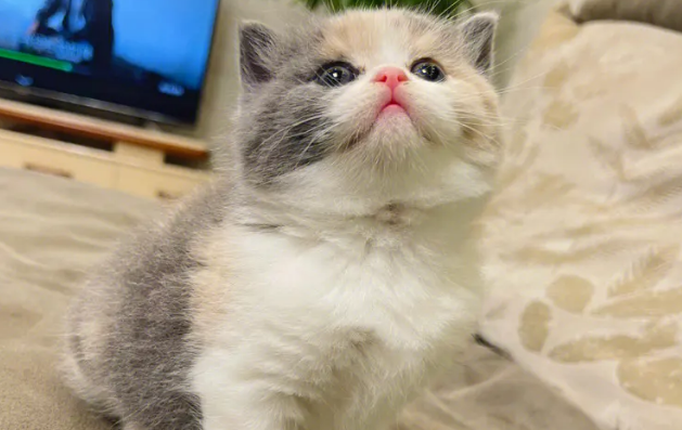 英国短毛猫长什么样