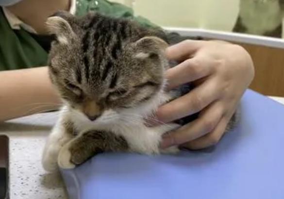 猫咪在新瑞鹏旗下宠物医院出生后死亡 消费者维权遇多重难题