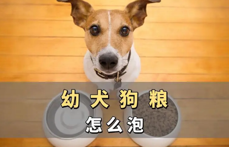 幼犬狗粮需要泡软吗?泡多久适合? 幼犬狗粮需要泡软吗?泡多久适合?