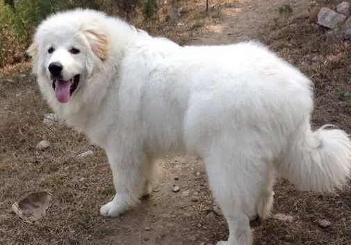 大白熊犬打架视频