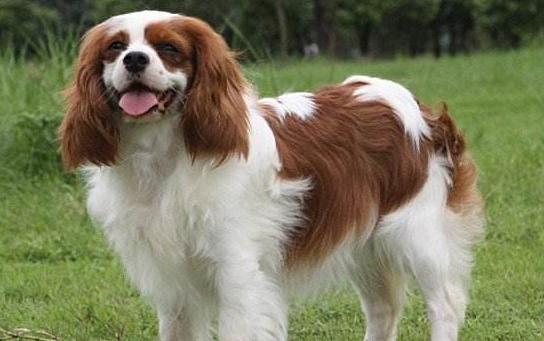 查理王犬多少钱一只 查理王犬多少钱一只