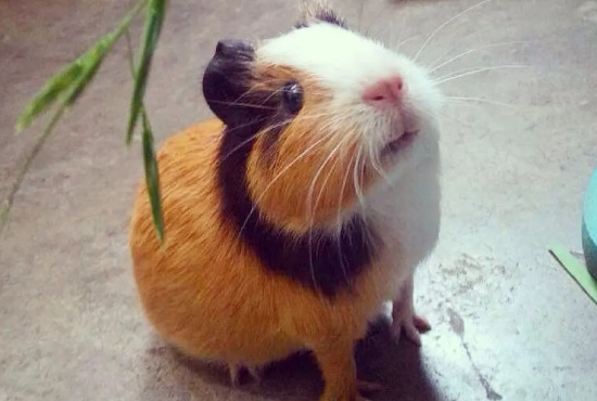 荷兰猪一只多少元