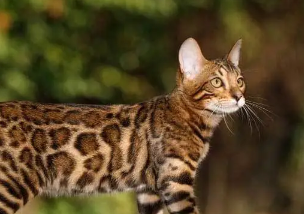 孟加拉猫怎么养 孟加拉猫怎么养