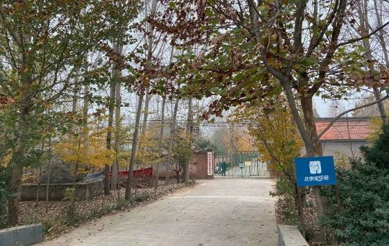 被拍卖的柴犬登登,以及它经历的荒诞与良善 被拍卖的柴犬登登,以及它经历的荒诞与良善