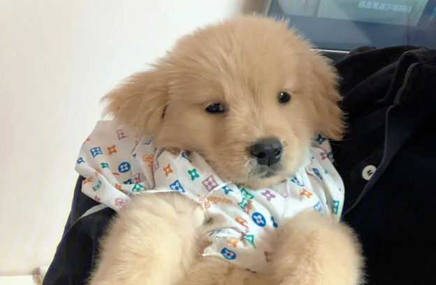 金毛多大就不调皮了