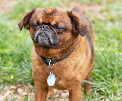 布鲁塞尔粗毛猎犬的形态特征 是小型布拉班孔犬 布鲁塞尔粗毛猎犬的形态特征 是小型布拉班孔犬