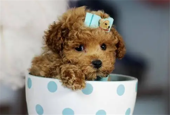 茶杯泰迪犬 茶杯泰迪犬