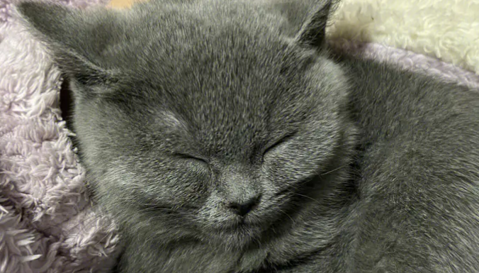 俄罗斯蓝猫“惊恐脸”走红网络 俄罗斯蓝猫“惊恐脸”走红网络