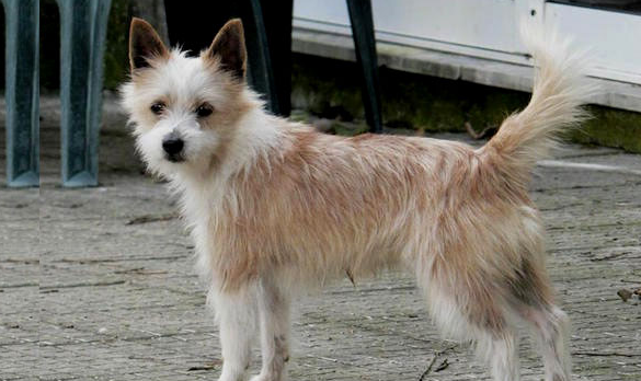 葡萄牙波登可犬怎么养?注意定期检查身体 葡萄牙波登可犬怎么养?注意定期检查身体