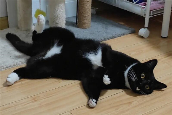 英短奶牛猫多少人民币一只,英短奶牛猫的优点和缺点 英短奶牛猫多少人民币一只,英短奶牛猫的优点和缺点