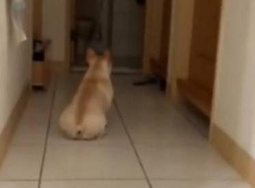 忠诚法斗犬苦坐门口等人回家，主人见此伤心吃醋：你明明是我养的