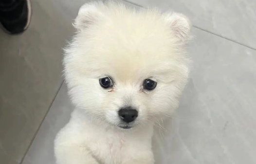 博美犬不舒服的表现 博美犬不舒服的表现