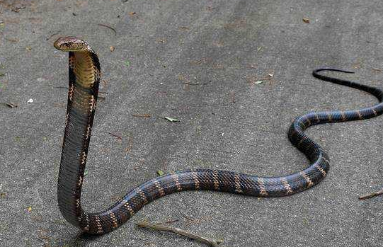 超大眼镜王蛇过山峰守窝