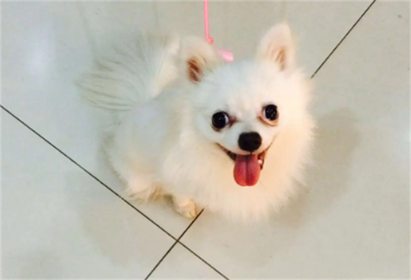 绵阳博美有什么优点 绵阳博美有什么优点