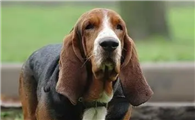 巴吉度犬性格 温和忠诚又恋人