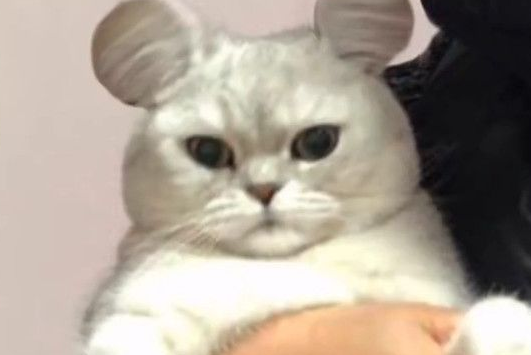 “米老鼠”猫走红，耳朵全网独一无二，看到它爸妈网友不淡定了！
