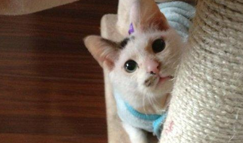 流浪猫街头痴等主人，皮肤化脓发臭无人敢接近，被救后猫生逆袭