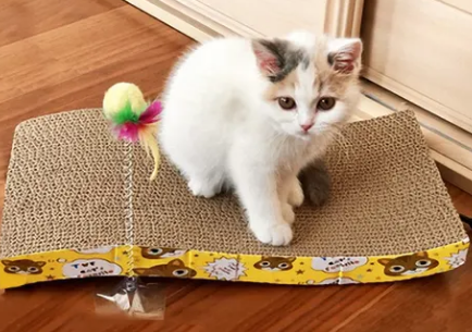 碧净猫咪用品:让猫咪生活更美好 碧净猫咪用品:让猫咪生活更美好